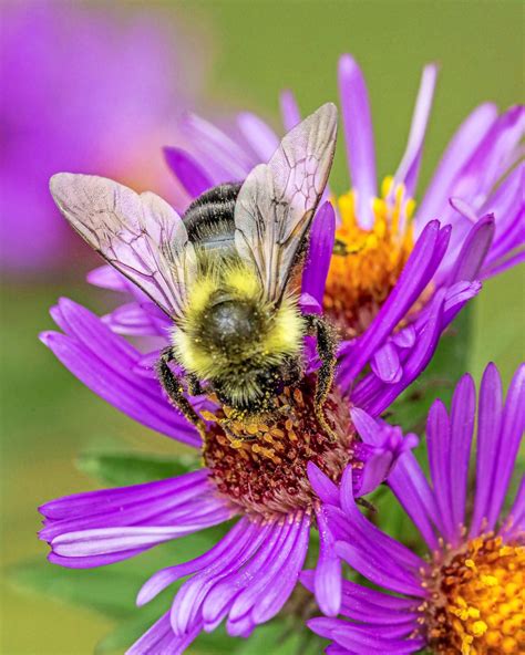 How To Grow A Pollinator Garden Birds And Blooms