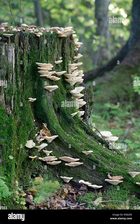 Heart Rot Fungus Hi Res Stock Photography And Images Alamy