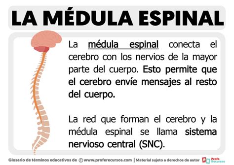 Función de la Médula Espinal