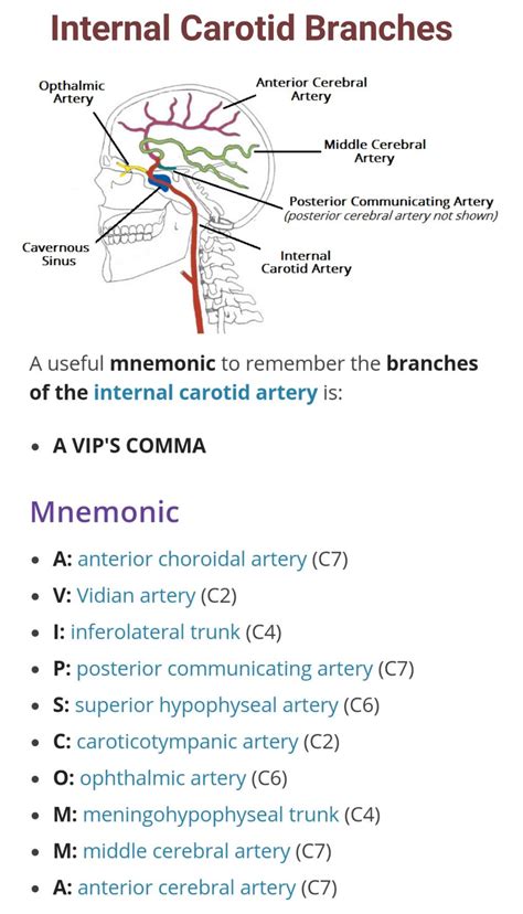 Branches of Internal Carotid Artery ... | Internal carotid artery ...