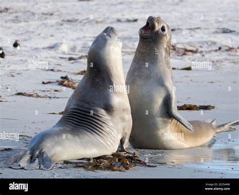 Southern Elephant Seal Mirounga Leonina After Harem And Breeding