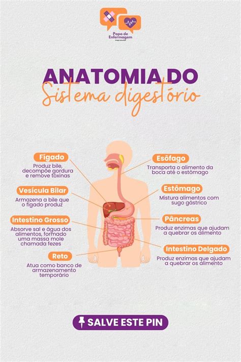 Anatomia Do Sistema Digestório Enfermagem Enfermagem Farmacologia