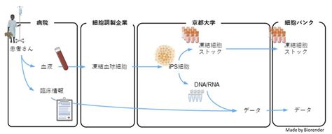 指定難病の疾患特異的ips細胞リソースを構築～希少難病の病態解明や治療法開発に役立つ疾患ips細胞を多数作製～ テック・アイ生命科学