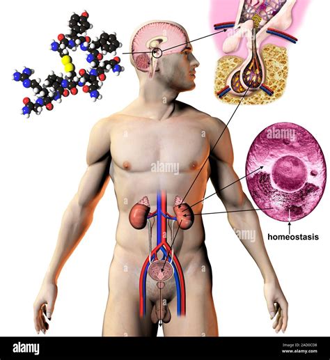 Antidiuretic Hormone Adh Molecular Model The Two Primary Functions