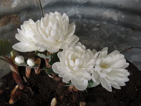 Sanguinaria Canadensis Multiplex 5 Eye Division David Burdick