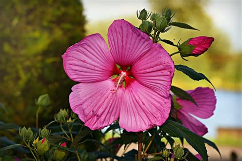 Hibisco Y Su T Beneficios Y Propiedades Muy Significativas