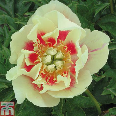 Paeonia Lactiflora Pecher Peony Pecher In Gardentags Plant