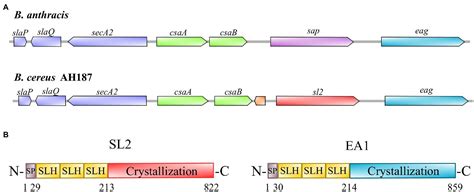 Frontiers Dynamic Profile Of S Layer Proteins Controls Surface