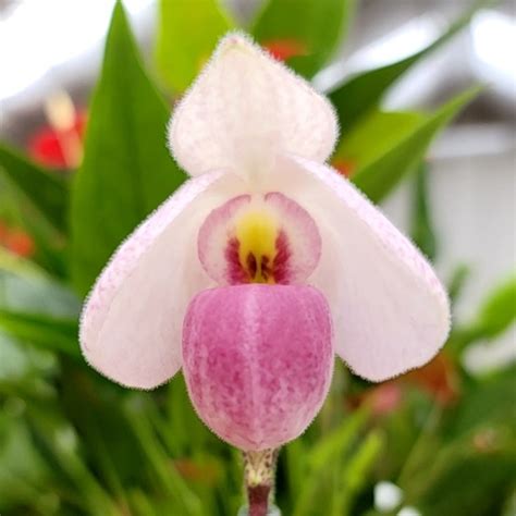 Paph Delenatii V Album X Sib Pure Oval X Storm Akatsuka