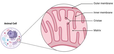 Mitochondrion Definition Structure And Examples I Notesbard