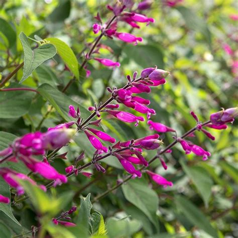 Salvia Boutin Involucrata Victorian Salvia Study Group