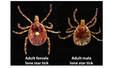 Ticks In The Texas Hill Country How To Protect Yourself And Your Pets