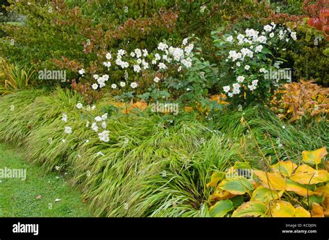 An Mona Hupehensis Var Japonica Fotograf As E Im Genes De Alta