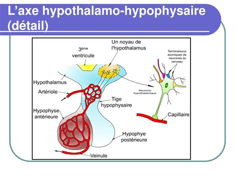 Ppt Physiologie De La Reproduction Chez Lhomme Powerpoint