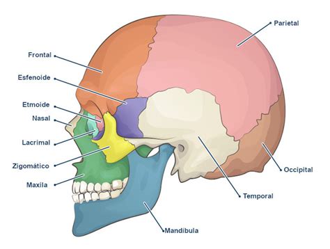 Biologia Em Rede Ossos Do Corpo Humano