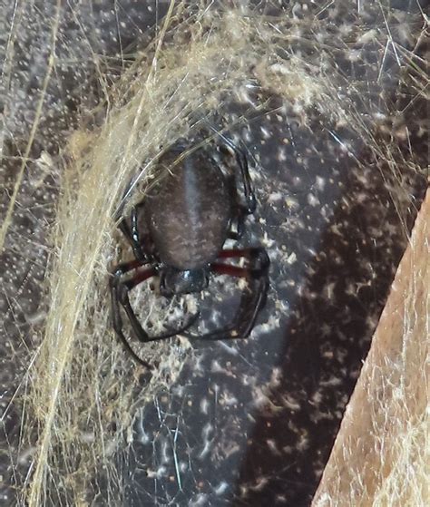 African Hermit Spider From Ndumo South Africa On May 1 2022 At 10 20