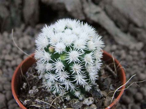 10 Wonderful White Succulents - Sublime Succulents