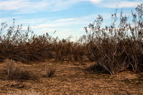 Desert Brush Free Stock Photo Public Domain Pictures