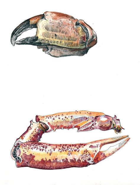 Crab Claw Sketchbook Studies Uk Artist Duncan Cameron Sea Life Art