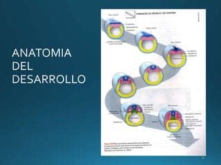 La Columna Vertebral Ppt Descarga Gratuita