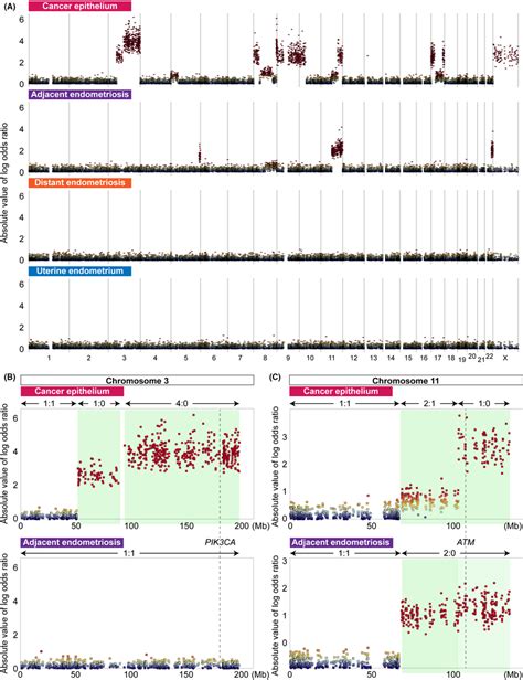 Landscape Of Somatic Copy Number Alterations SCNA In The Four