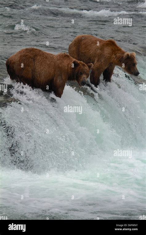 Grizzly Bears Ursus Arctos Horribilis Fishing For Salmon Brooks