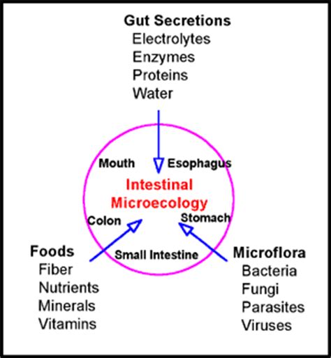 Custom Probiotics: Candida and Probiotics