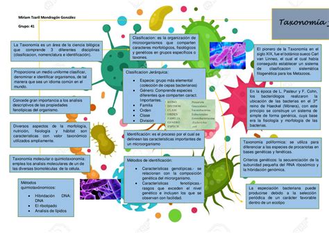 Bacterias Mapa Conceptual Morfologia Jlibalwsap