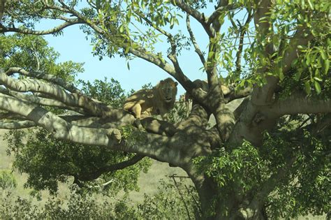 South Africa Durban Mission: NATAL LION PARK