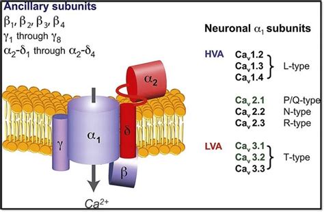 Voltage gated calcium channel with subunits and types. | Download Scientific Diagram