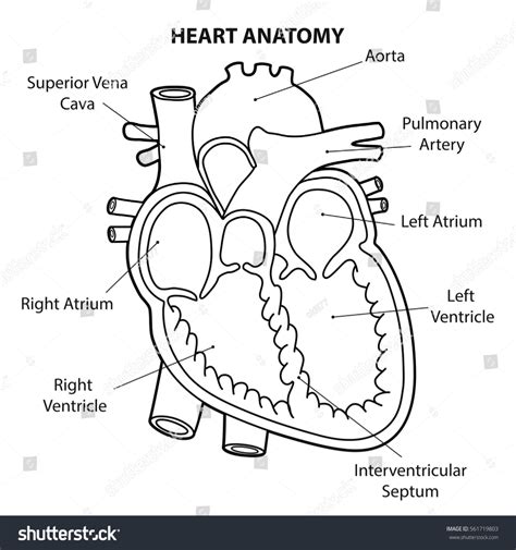 Heart Anatomy Cross Section Outline Vector Stock Vector Royalty Free