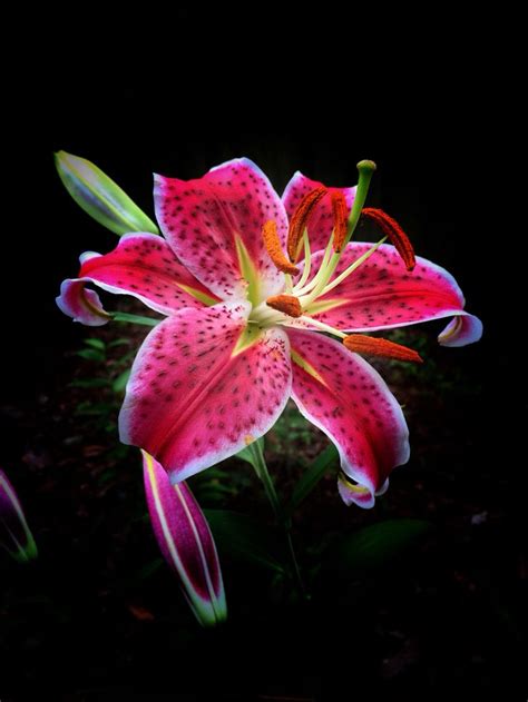 Stargazer Lily Day Lilies Flower Pictures Beautiful Flowers