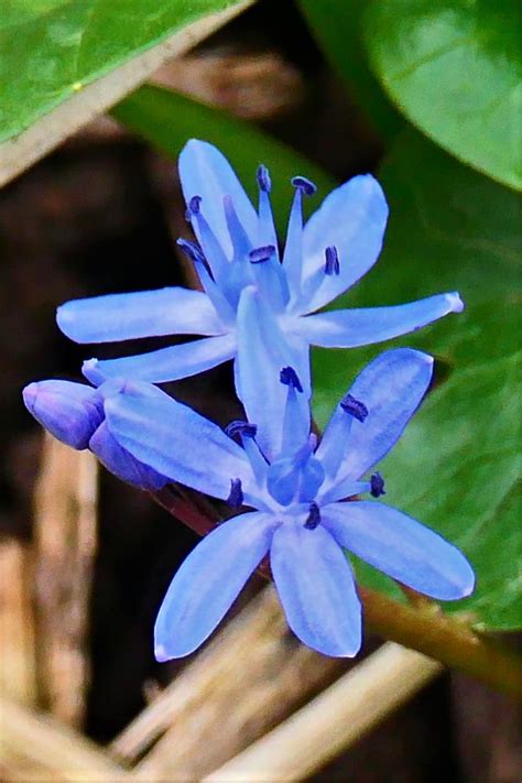 Zweibl Ttriger Blaustern Scilla Bifolia Zweibl Ttrig Flickr