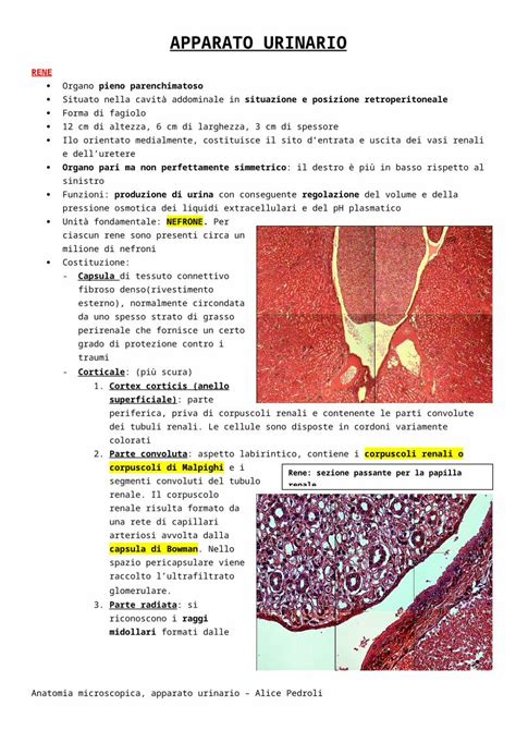 Docx Anatomia Microscopica Urinario Docx Benvenuti Saccopedia