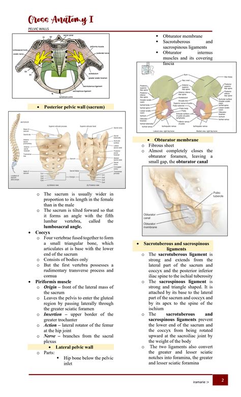 Solution Pelvic Wall Gross Anatomy Tras Studypool