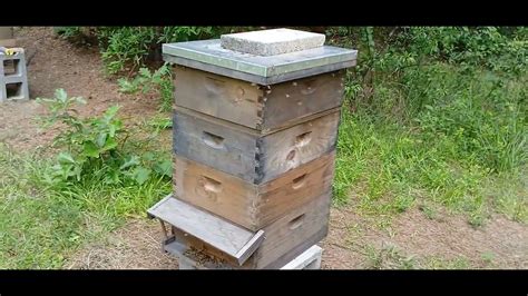 Simple Honey Bee Hive Inspection Leads To Robbing Frenzy