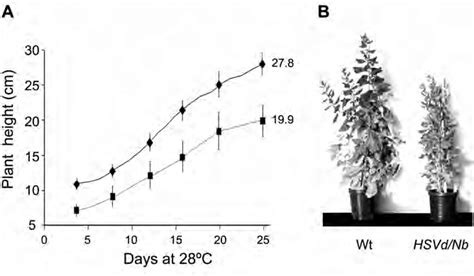 Influence Of Hsvd On The Dynamics Of N Benthamiana Growth A Effects