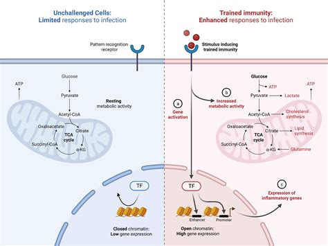 Mechanisms Behind The Induction Of Trained Immunity Biorender Science