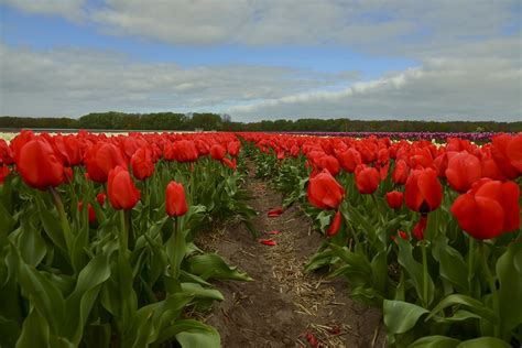 Blumen Tulpe Frühling Kostenloses Foto auf Pixabay Pixabay