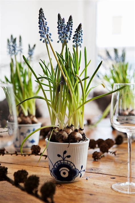 Growing Grape Hyacinth Indoors | Grape Hyacinth Recipes | Indoor Garden Web