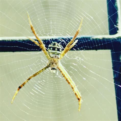 Premium Photo Close Up Of Spider And Web Against Blurred Background