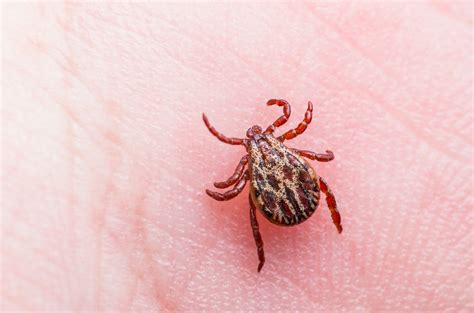 Lyme Disease Tick Identification Kotiindia
