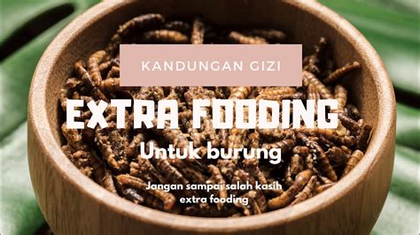 Kandungan Gizi Extra Fooding Untuk Burung YouTube