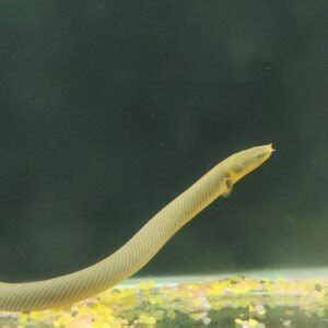 Reed Snake Fish – Splashy Fin Live Fish Bangalore Only Shipping