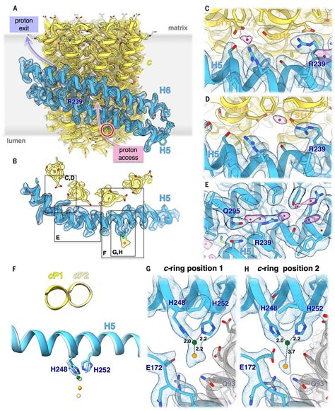 Rotary Substates Of Mitochondrial Atp Synthase Reveal The Basis Of