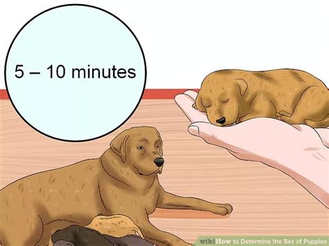 How To Determine The Sex Of Puppies 11 Steps With Pictures Artofit