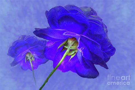 Rare Blue Rose Photograph by Alison Chambers - Pixels