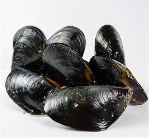 Mediterranean Mussels Taylor Shellfish Mussels Shellfish Mussels