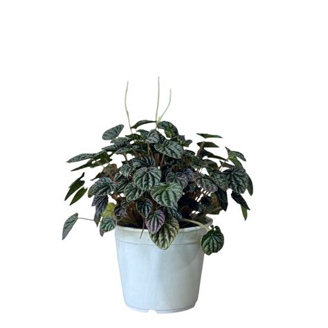 Ficus Bonsai Plantas Y Deco