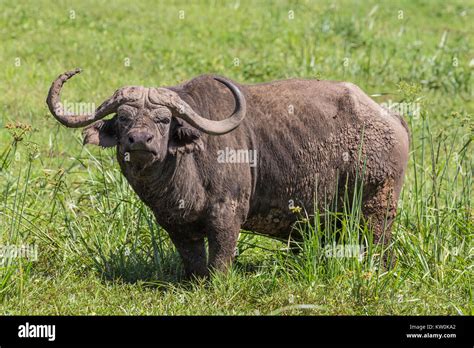 Big Horn Buffalo Hi Res Stock Photography And Images Alamy